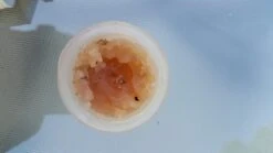 Coghlan's Fire Paste -Survival Gear Hub Firepaste Color