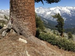 Leki Corklite -Survival Gear Hub Poles on tree Great West Divide